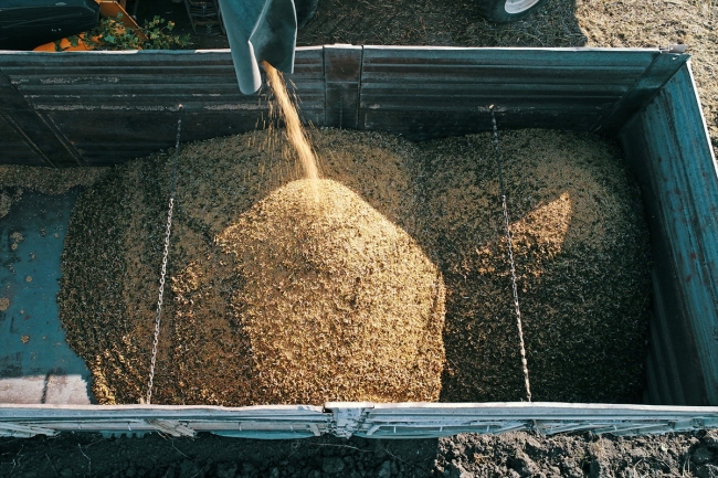 Soya verimi ve fiyatıyla çiftçiyi sevindirdi